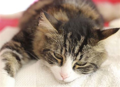Pyometra is a bacterial infection of the uterus. Infection of the Uterus in Cats | Uterine Infection in ...