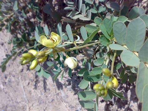 Senna was included by linnaeus in the cassia plant family senna angustifolia but is now classified with the legumes in the family fabaceae. Senna plant; Coffee Senna