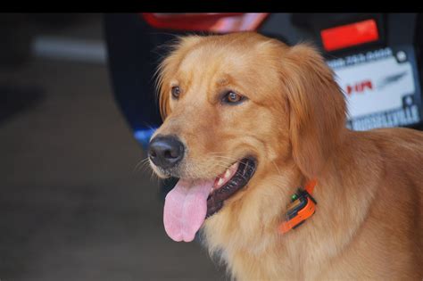 A $500 deposit holds your pick. A&J Golden Retrievers Of Texas - Puppies For Sale
