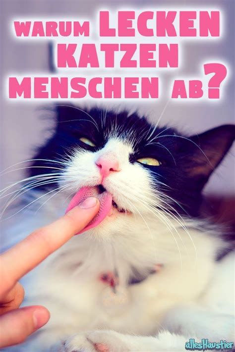 Warum pinkelt meine katze aufs bett? Pin auf Tiere