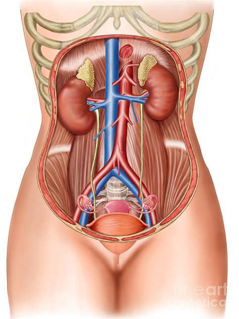 In the middle of each menstrual cycle, a. Anatomy Of Human Organs Digital Art by Stocktrek Images