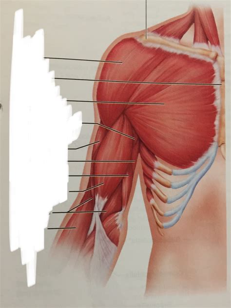 Human muscles enable movement it is important to understand what they do in order to diagnose sports they work closely with the shoulder girdle muscles to stabilize and move the shoulder. Shoulder Muscles Diagram Anterior / Muscles Of The ...