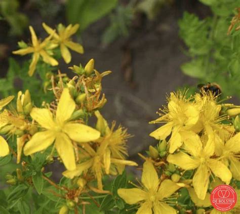 Hoge doseringen tegen depressieve stemmingen. Hypericum perforatum Sint Janskruid I De Bolster