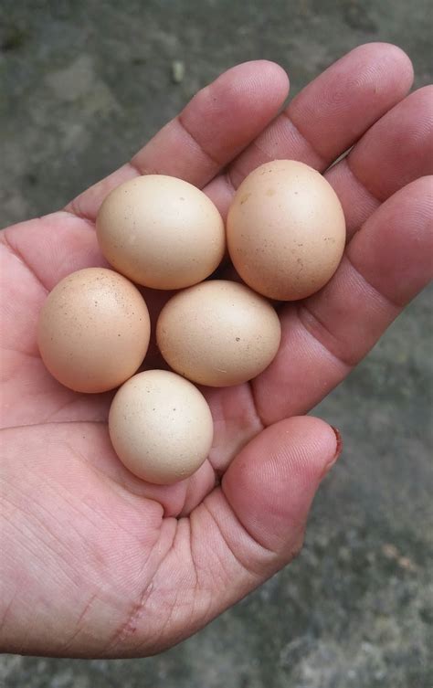 Maybe you would like to learn more about one of these? Warisan Petani: Telur Ayam Jantan.