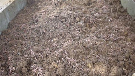 Memilih sampah yang bisa dijadikan bahan pupuk kompos. Cara Membuat Kompos Jenis Vermikompos yang Ramah Lingkungan
