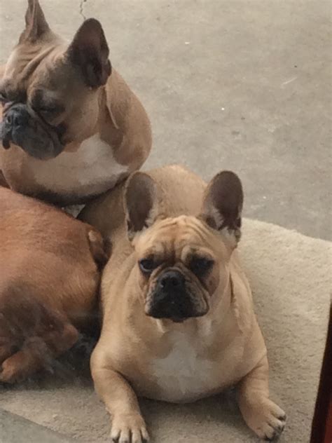 Old english bulldogs and french bulldogs do not shed a lot, however please note that like all dogs they do shed, and yes they both get american bulldogs shed consistently and a lot. Do French Bulldogs Shed A Lot - Animal Friends