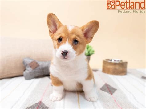 Why buy a corgi puppy for sale if you can adopt and save a life? Puppies For Sale | Corgi puppies for sale, Puppies, Corgi