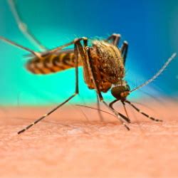 Česky rovněž nazývaná bahenní zimnice) je jedna z nejvýznamnějších infekčních nemocí.ročně malárii podlehne 0. Malaria — Cambridge Infectious Diseases