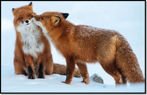 Partout dans le monde, la deuxième partie attend avec impatience. Top 20 des plus belles images d'animaux à la neige ...
