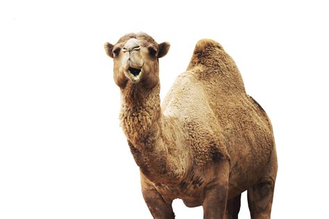 Deaf pet awareness | killer visual strategies. Woman bites camel that sat on her at truck stop petting ...