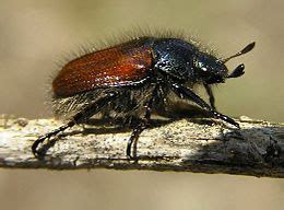 Oldenborrene svermer på forsommeren, ofte rundt sankthans, og legger deretter eggene sine i plenen. Rom Hagemiljøs blogg: Oldenborrer