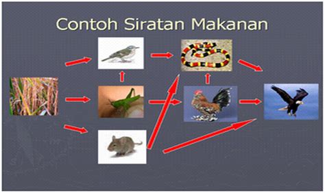 Sebuah perusahaan taksi menetapkan aturan rp4.500,00 untuk tarif buka pintu. RANTAI MAKANAN DAN SIRATAN MAKANAN: 11/03/12