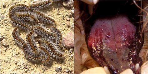 Lutter contre la chenille processionnaire du pin : Processionaria: un pericolo per il Cane | Mondopets.it