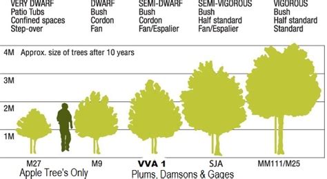 A medium sized tree, apricot cultivars generally reach about 4m in height, although some wild variants can grow up to 12m. Apricot Early Moorpark Fruit Trees For Sale