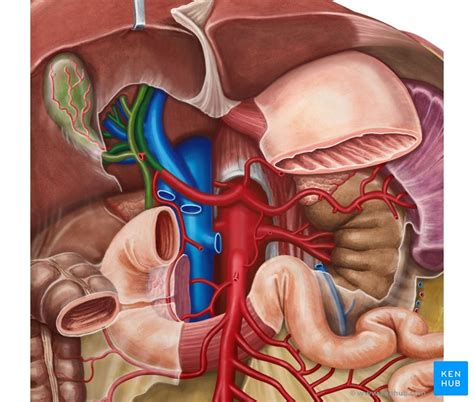 In animals with lungs, arterial blood carries oxygen from inhaled air to the tissues of the body, and rate of blood flow varies greatly between different organs. The Blood Vessel That Carries Blood From Gut To The Liver ...