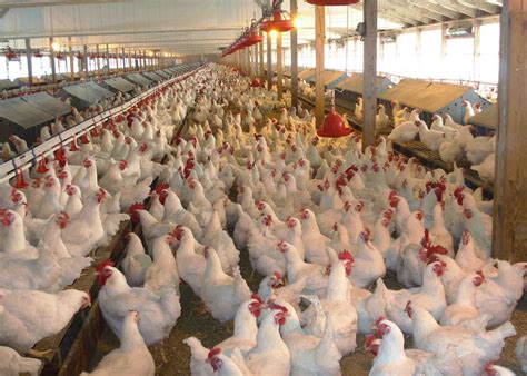Chickens, by far, are the most heavily consumed and farmed out of all of them. Poultry Farming in Kenya & Secrets of Making Millions ...
