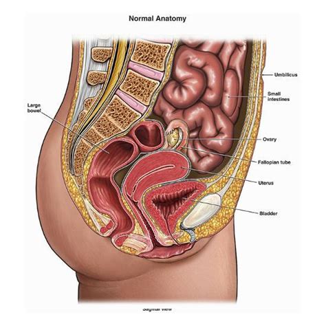 Many important blood vessels travel through the abdomen, including the aorta, inferior vena cava, and. 'Illustration of the Normal Anatomy of the Human Female ...