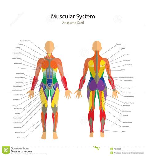 The peripheral portion of the central nervous system (cns) controls the skeletal muscles. Illustration Of Human Muscles. The Female Body. Gym ...