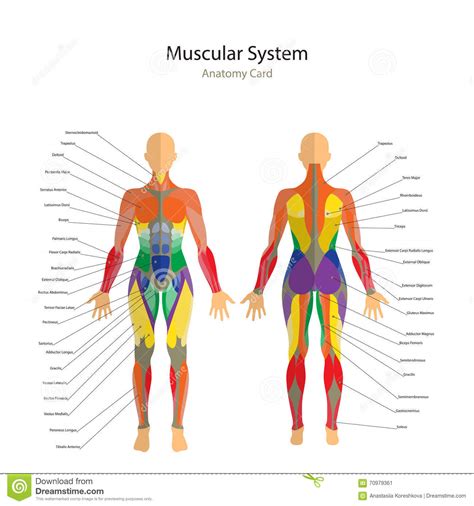 Anterior muscles in the body. Illustration Of Human Muscles. The Female Body. Gym ...