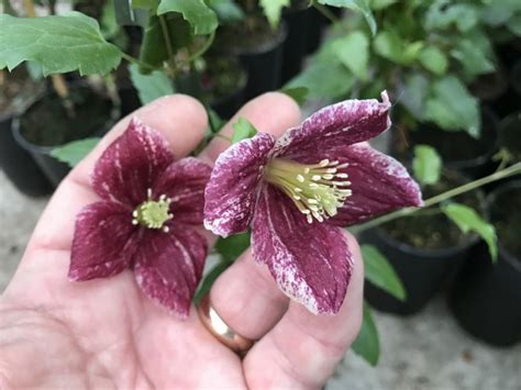 Clematis cirrhosa var purpurascens freckles. 8 variedades de Clematis cirrhosa que dan color al jardín ...