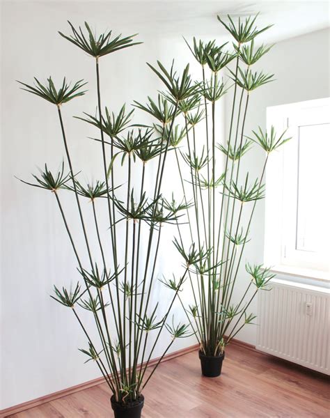 Das zyperngras, mit botanischem namen cyperus alternifolius, hat einen hohen spaßfaktor. Künstliches Zyperngras, getopft, 240 cm, grün
