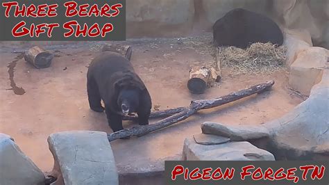 Other places within 1500 meters of pigeon forge traders gift shop are listed below. Three Bears Gift Shop - Pigeon Forge, TN - YouTube