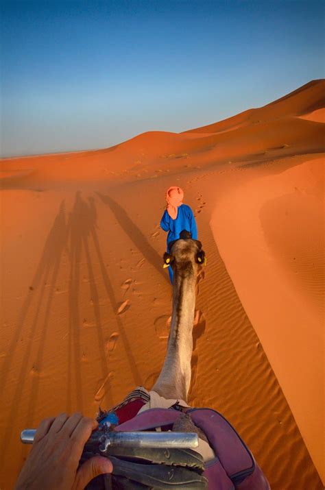 You can only upload 3 icons as a free user. Travel Photography Tour - Camels and red sand of the ...