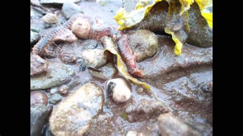 Metal roofing dartmouth, nova scotia accurate roofing is one of the premier installers of metal roofing products in the dartmouth region. May 2013 low tide Nova Scotia Metal Detecting - YouTube