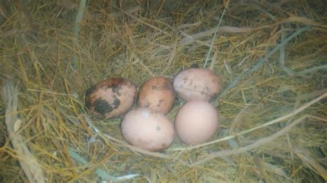 We did not find results for: 3 jenis telur ayam kampung yang wajib di ketahui - YouTube
