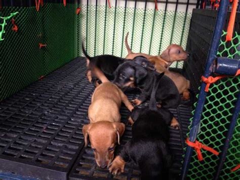 Ckc mini dachshunds ready now. Pure Dachshund Puppies FOR SALE ADOPTION from Pampanga ...