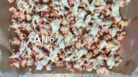 Sweet corn is roughly divided into three distinct types blanching the corn makes it easier to cut the kernels from the cob. How to make uni-corn - YouTube