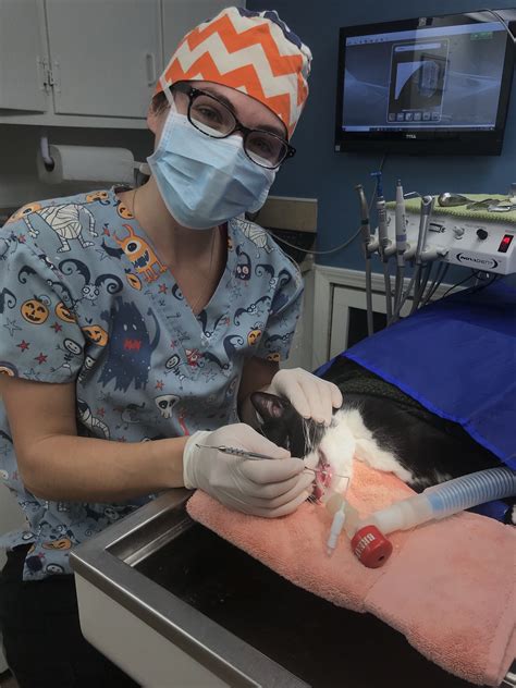Our animal hospital offers cutting edge, affordable care. Not All Superheroes Wear Capes | Stow Kent Animal Hospital ...