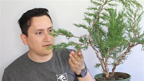 Bonsai trees can grow really, really old! Styling a Juniper Bonsai tree | twin trunk - YouTube