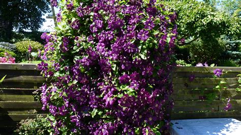 We did not find results for: Høneballehaven på Samsø: Clematis