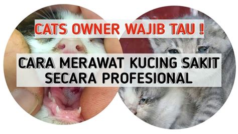 7 cara mudah mencegah penyakit jantung. PERTOLONGAN PERTAMA PADA KUCING SAKIT | Cara Merawat ...