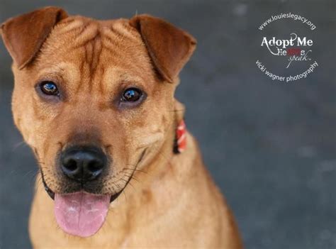 Black labs have a sweet nature and their loyalty and patience make them a great companion or family pet. Labrador Retriever Rescue Ohio