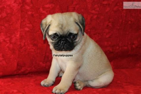Puppies for sale pugs and chugs. Pug puppy for sale near Mcallen / Edinburg, Texas | a54b9cd8-1721 | Baby pugs, Pug puppies for ...