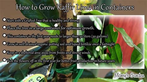 We did not find results for: How to Grow Kaffir Lime Trees in Containers - YouTube