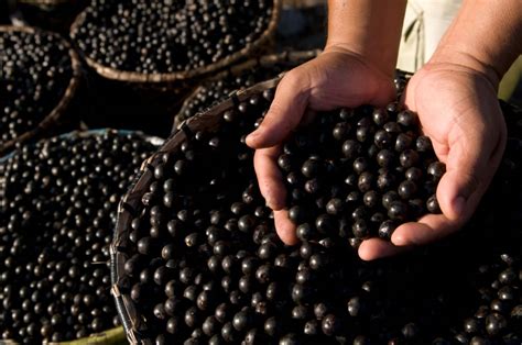 Acai bobice su jako dobar izvor antioksidanta, vlakana i dobrih masti, no potrebna su daljnja istraživanja. Acai bobice - Orazit Kovano