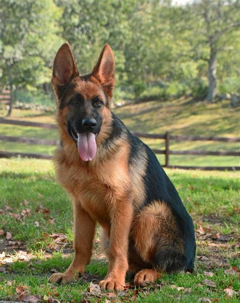 On saturday 02.01.21 at 9.30am a call came through to christine our se area. German Shepherd Rescue Ohio | Top Dog Information