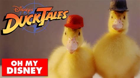 the-ducktales-intro-done-with-real-ducks