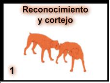 Tanta es su afinidad, que se compenetran como parte de un mismo entorno. El Perro: El Perro