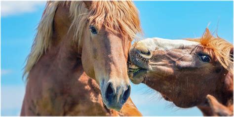 When guys do it, they kind of seem a little skeevy. 20 Horse Jokes To Make You Laugh