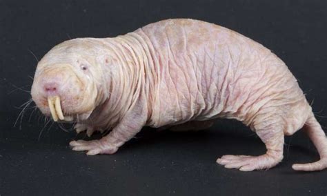 The naked mole rat (heterocephalus glaber) is the rodent with the longest lifespan. Meet the naked mole-rat: impervious to pain and cancer ...