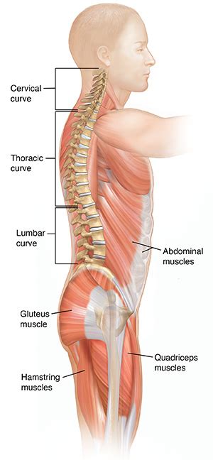 Anatomy and biomechanics of the back. Krames Online - Back Basics: A Healthy Spine