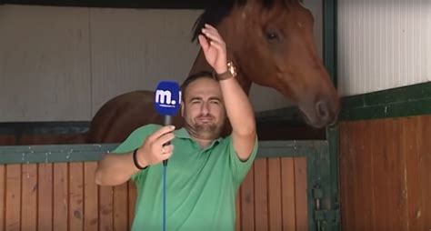 Who does not need authority? Reporter Tries To Film But Horse's "Crush" Steals The ...