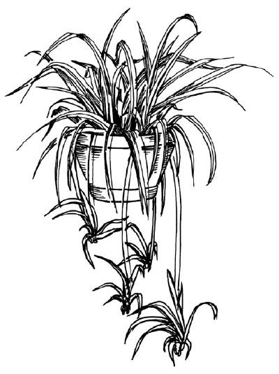 Draw three circles of different diameters connected to one another. Cartoon Pictures: How to Draw a Spider Plant in 5 Steps