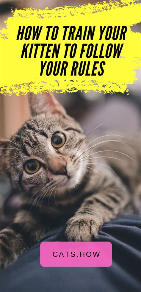 There is a vast sea of tutorials out there, but not many for complete beginners. How To Train Your Kitten To Follow Your Rules It's a well ...