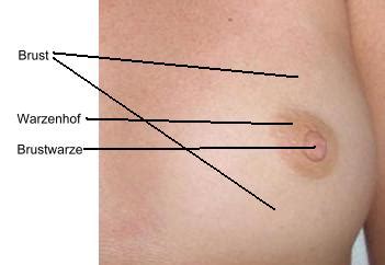 Bis du 21 bist können deine brüste noch wachsen. Brustwarze - Wikipedia