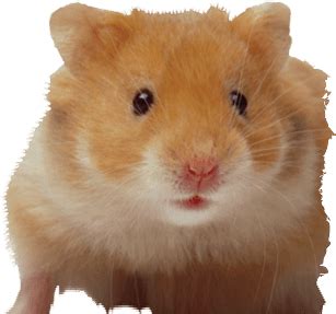 Download and like our article. Hamster Png Transparent - nak98